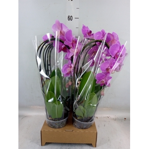 Phalaenopsis  'Elegant Cascade'
