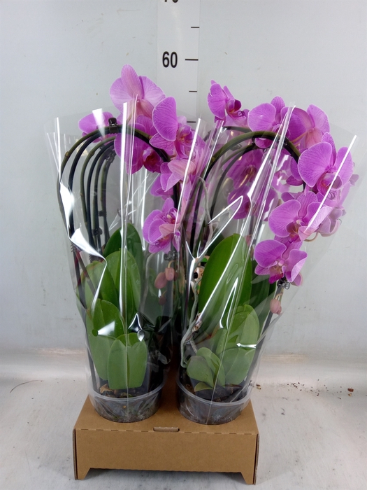 <h4>Phalaenopsis  'Elegant Cascade'</h4>