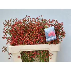 Rosa Fair Jewel Orange Kool