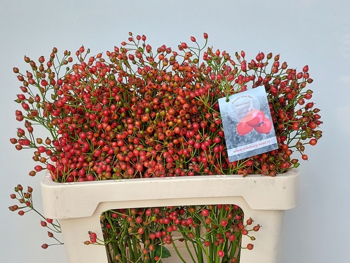 <h4>Rosa Fair Jewel Orange Kool</h4>