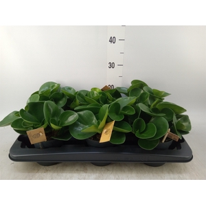 Peperomia obt. 'Green Gold'