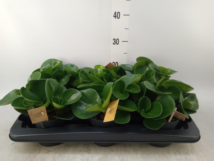 <h4>Peperomia obt. 'Green Gold'</h4>