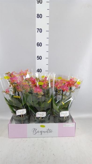 <h4>Phalaenopsis multi.   ...orange</h4>