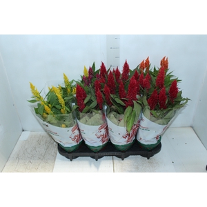 CELOSIA P14 VARIADO