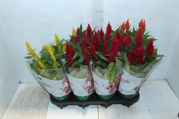 <h4>CELOSIA P14 VARIADO</h4>
