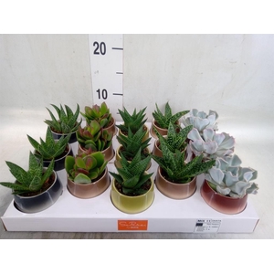 Succulents   ...mix 5