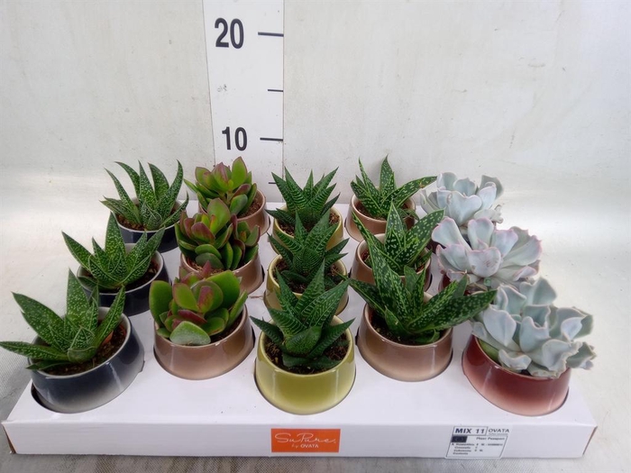 <h4>Succulents   ...mix 5</h4>
