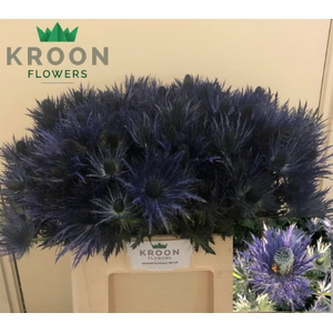 Eryngium Donard De Looff Selectie 55