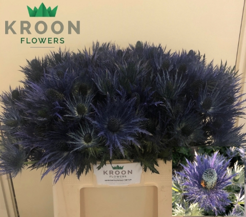 <h4>Eryngium Donard De Looff Selectie 55</h4>
