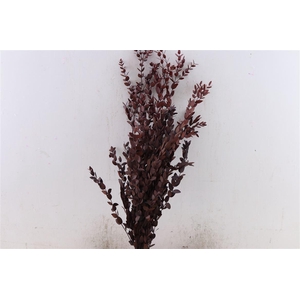 Pres Euca Parvifoglia Red 150gr P Bunch