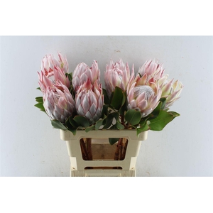 Protea Cynaroides