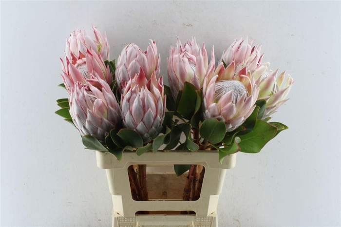 <h4>Protea Cynaroides</h4>
