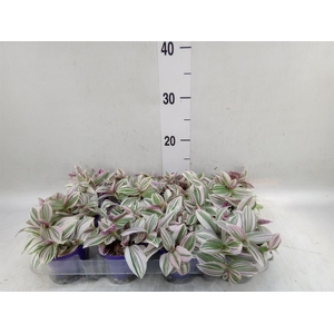 Tradescantia   ...
