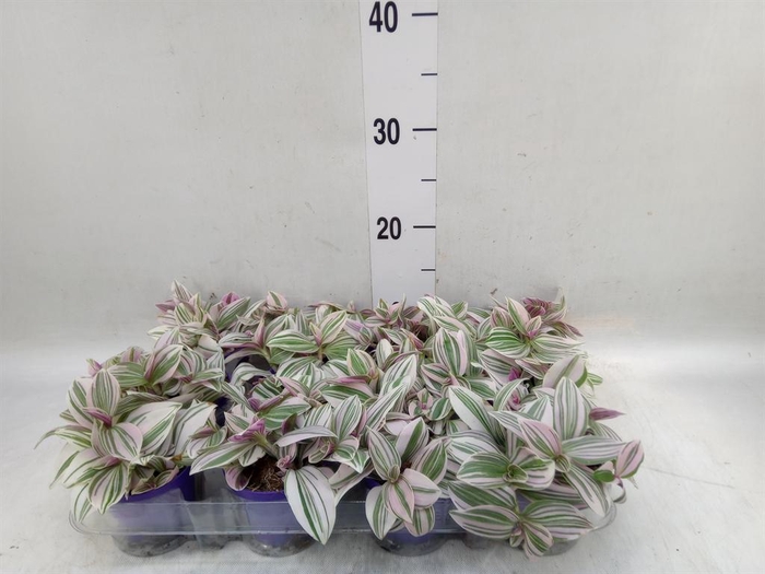 <h4>Tradescantia   ...</h4>