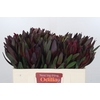 Leucadendron Saf Sunset Dark R.