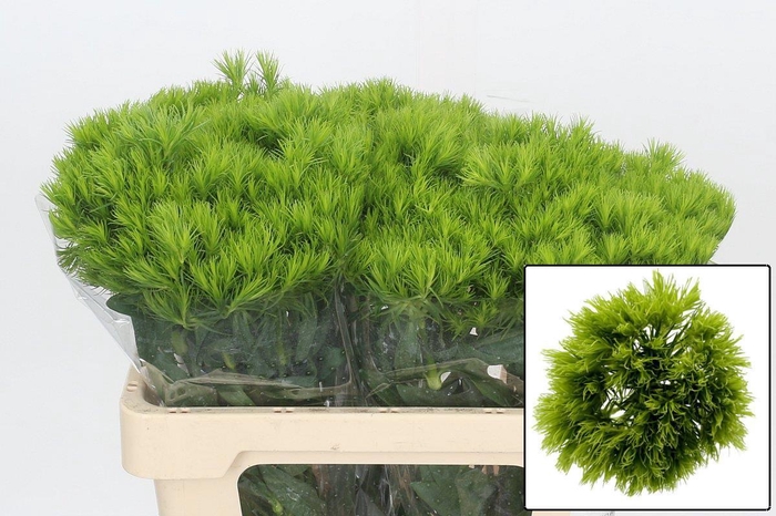 <h4>DI BARB ALDO GREEN</h4>