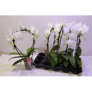 arr8 Phal Ov Wit Mirror