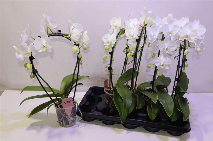 <h4>arr8 Phal Ov Wit Mirror</h4>