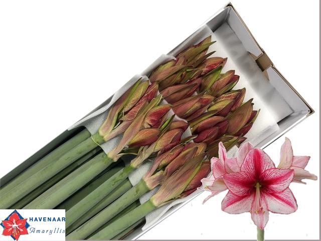 <h4>Hipp.Revelation x12</h4>