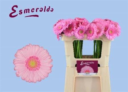 <h4>Ge Mi Kimsey</h4>