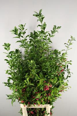 <h4>Euonymus Kardinaalsmuts 70/90</h4>