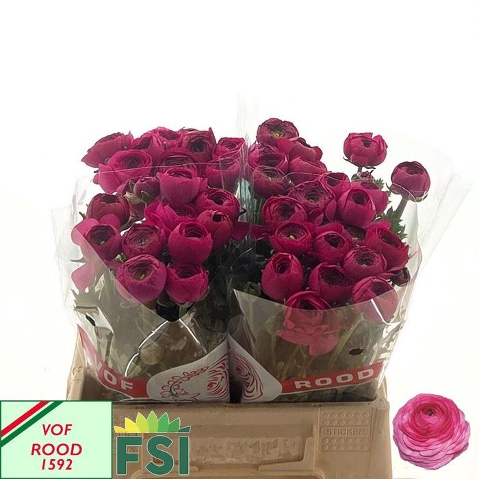 <h4>RAN EL HOT PINK</h4>