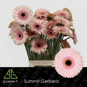 Gerbera Alliance Lang Gelijk 56cm Water x40