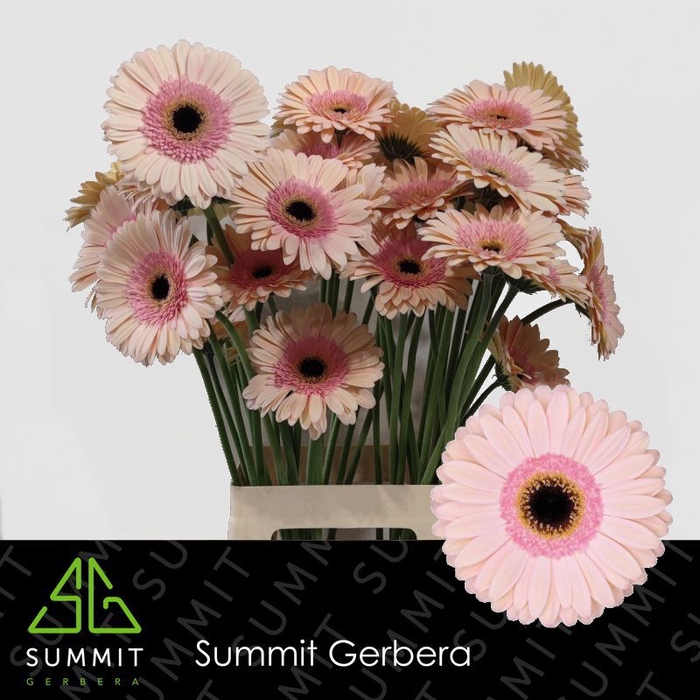 <h4>Gerbera Alliance Lang Gelijk 56cm Water x40</h4>