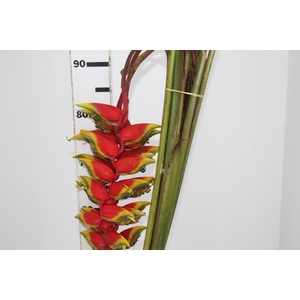 HELICONIA ROSTRATA