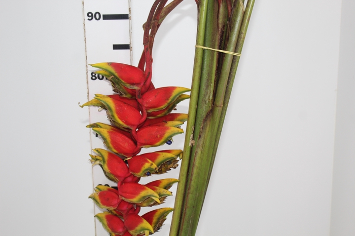 <h4>HELICONIA ROSTRATA</h4>