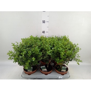 Myrsine africana