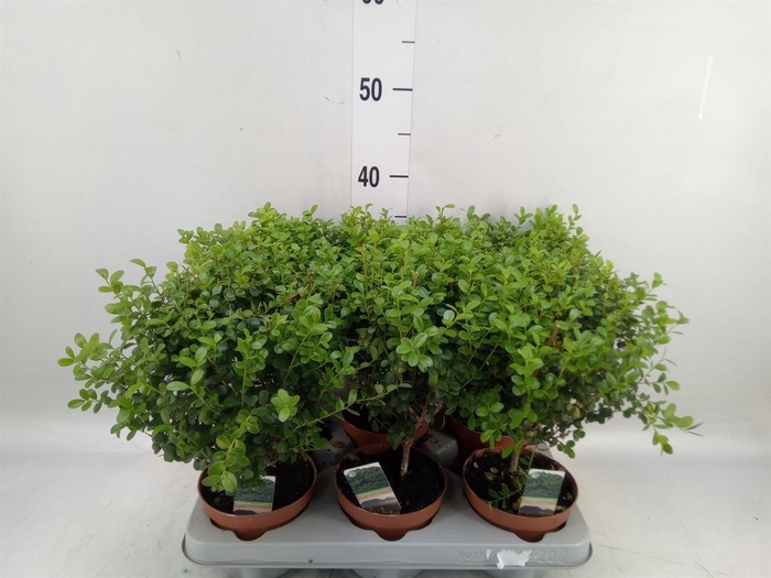 <h4>Myrsine africana</h4>
