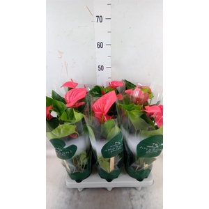 Anthurium andr. 'Melito'