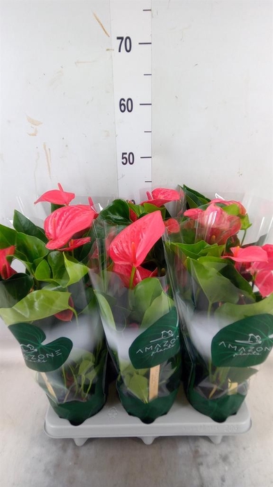 <h4>Anthurium andr. 'Melito'</h4>