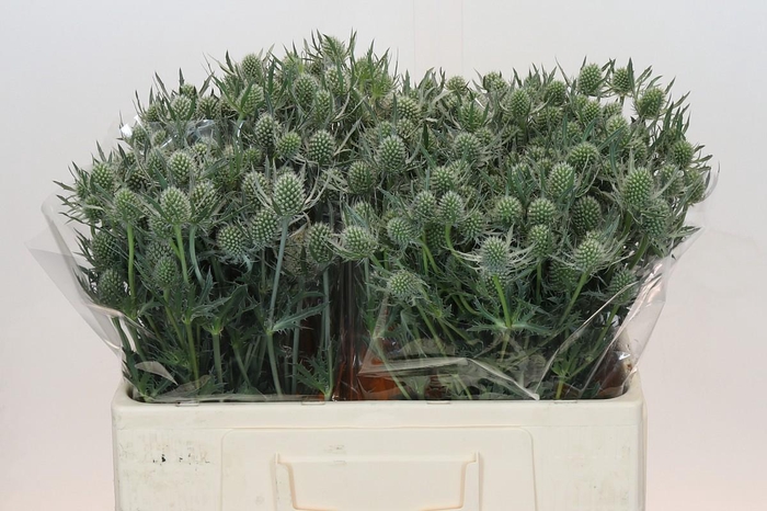 Eryngium Silver Dynamite