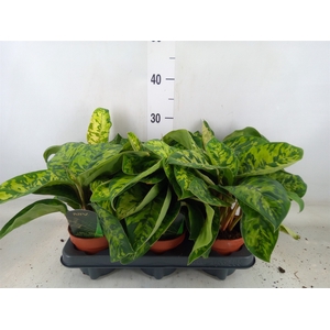 Homalomena wal. 'Camouflage'