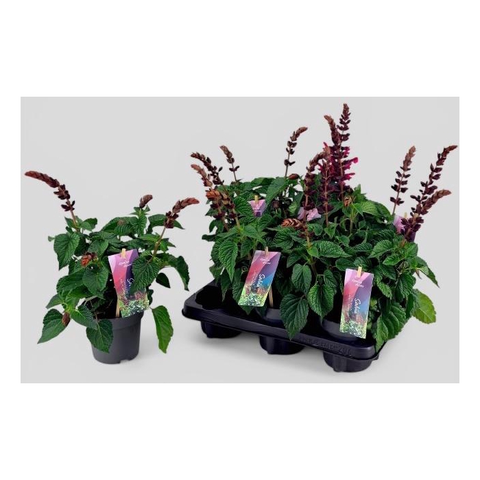 <h4>SALVIA  LAKE FLAMING</h4>
