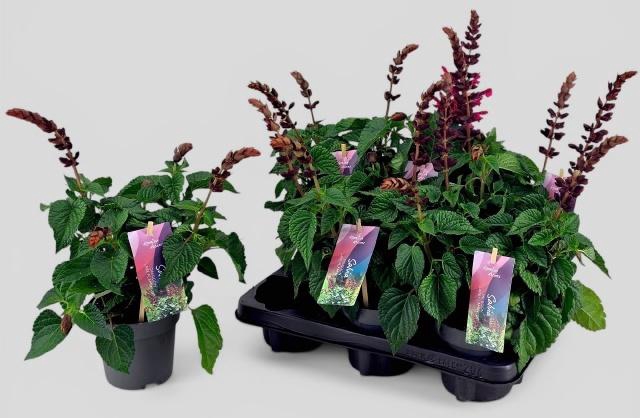 SALVIA  LAKE FLAMING