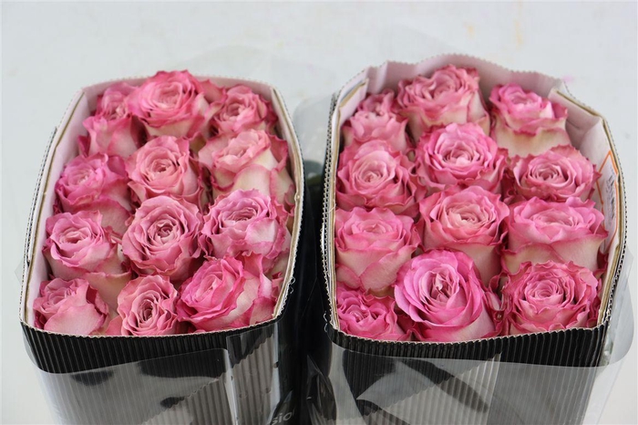 <h4>R Gr Ginette</h4>