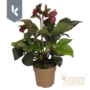 HGC Helleborus Ice N Roses Early Red in goud