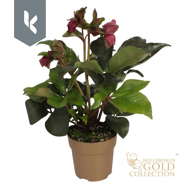 <h4>HGC Helleborus Ice N Roses Early Red in goud</h4>