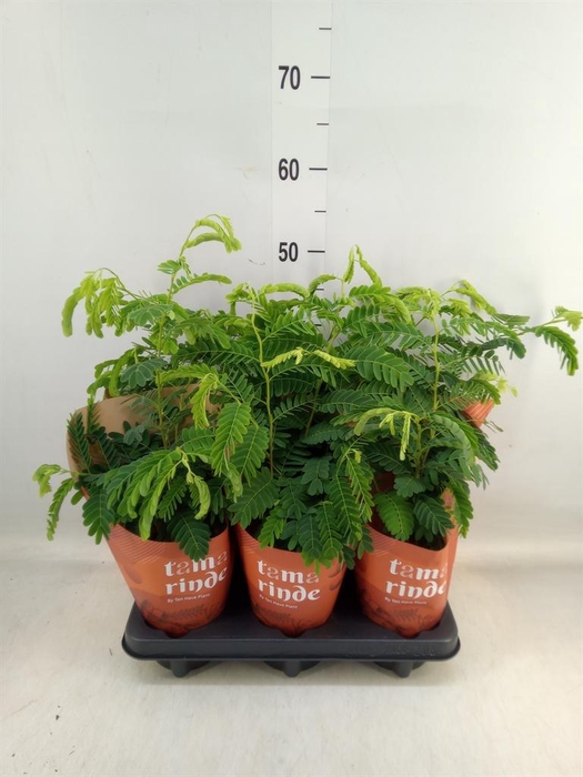 <h4>Tamarindus indica</h4>