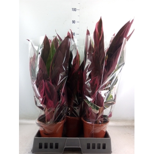 Stromanthe sanguin. 'Triostar'