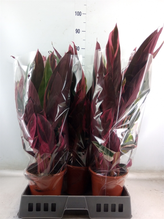 <h4>Stromanthe sanguin. 'Triostar'</h4>