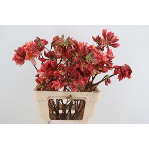 RHODO. OLD PINK 050CM