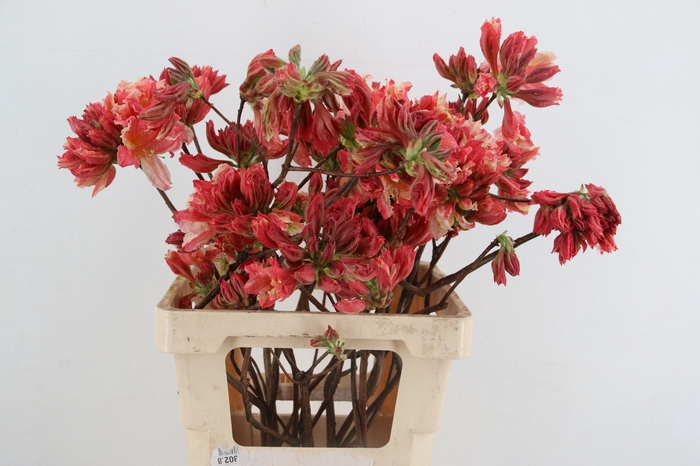 <h4>RHODO. OLD PINK 050CM</h4>