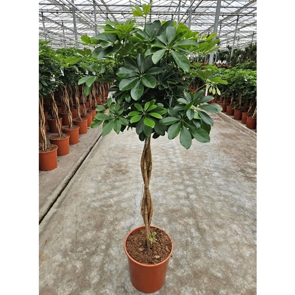 <h4>Schefflera arboricola 'Compacta'</h4>