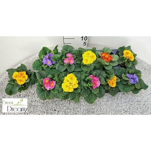 PRIM AC PARADISO GEM