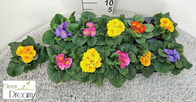 <h4>PRIM AC PARADISO GEM</h4>