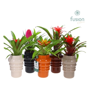 Keramiek pot met Guzmania